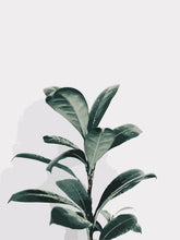 Load image into Gallery viewer, Elegant