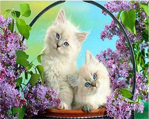 Twin Kittens